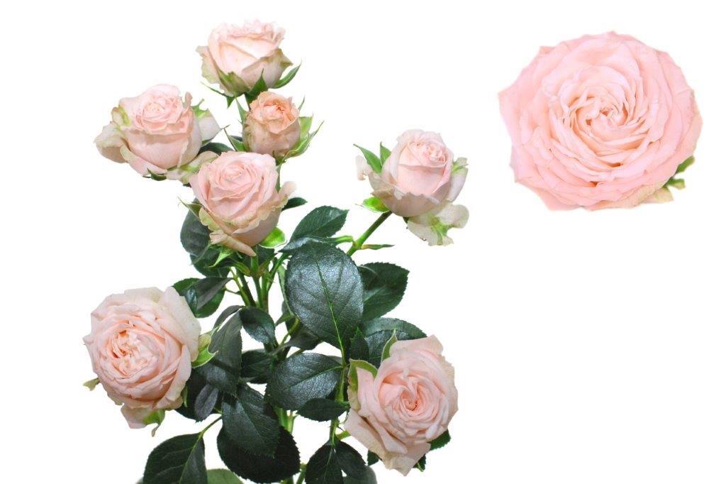 ROSE BR. BOMBASTIC 40